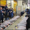 Tsukiji Fish Market daily bidding auction